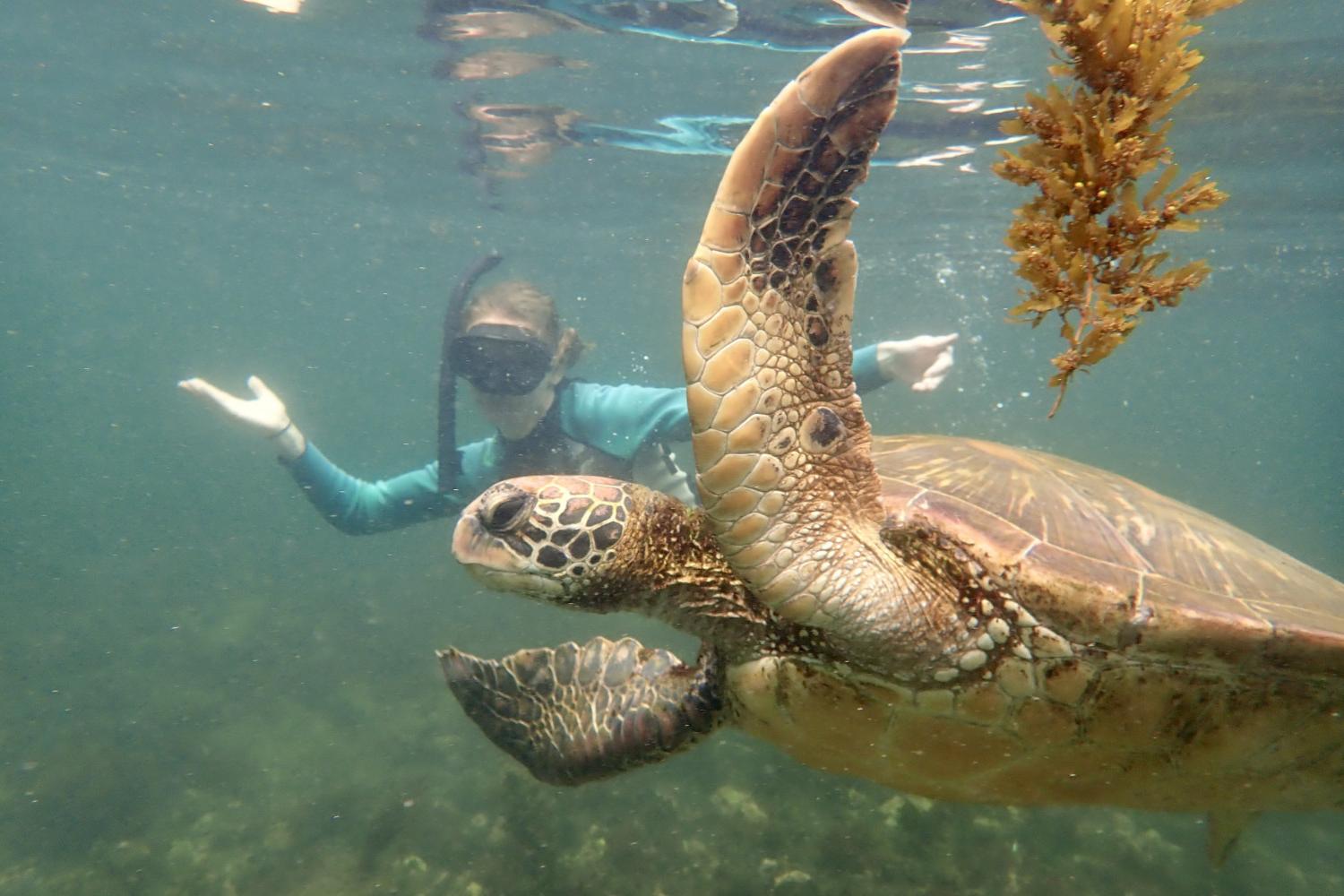 一名<a href='http://dus.ngskmc-eis.net'>bv伟德ios下载</a>学生在Galápagos群岛游学途中与一只巨龟游泳.
